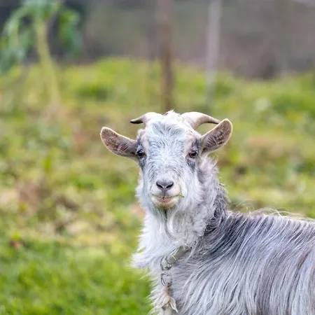 农家乐 Quinta Da Eira Do Prado *