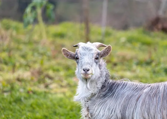 Alojamento de Turismo Rural Quinta Da Eira Do Prado *