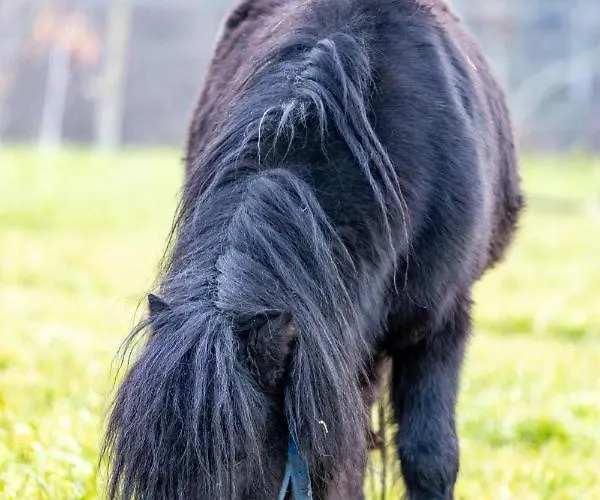 Quinta Da Eira Do Prado Alojamento de Turismo Rural *
